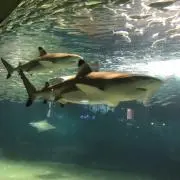 イモムッチの画像