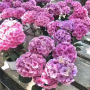 ♡ダブルハート♡ おまとめ割いたしますの画像