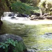 トシ