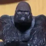 ごりの画像