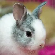 ゆい