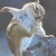 甘酒◇の画像