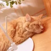 もも猫の画像