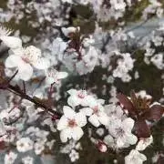 A.の画像
