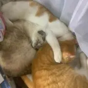さーしゃんの画像
