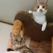 メイの画像
