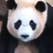 すやすやパンダ