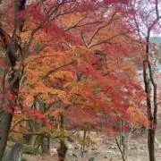 nanaの画像