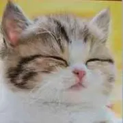 とんきちの画像