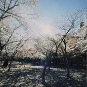 ころの画像