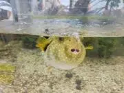 mint【8/7-8/16発送不可】の画像