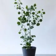 お気軽にコメント下さい！の画像