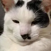 SUHAの画像