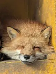 ポケカ まとめ売り ar ma ミラー メガゲンガー、コダック、リーリエ等