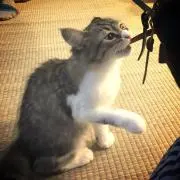 たけ