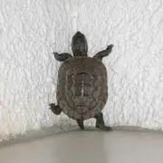 かめちゃんの画像
