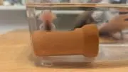 ここちゃん