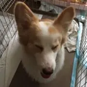 しゃこたんこぎーの画像