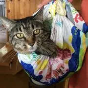 ニコ