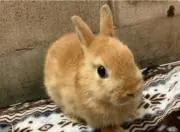 ももの画像