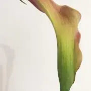 ar