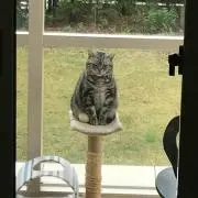 アキラんの画像