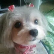 CoCoココア