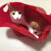 ニャーちゃん