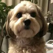 ここちゃん