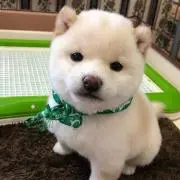 Eの画像