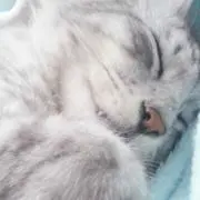 るーしーにゃんこ(=^x^=)の画像