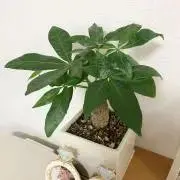 COCONAの画像