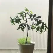 なみ