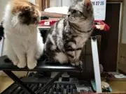 ヘ音記号