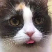 し・ω・Ｕ