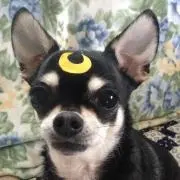 よねっくま２の画像
