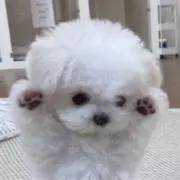わんの画像