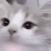ゅの画像