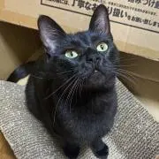 ヒッシーの画像