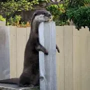 ことりんの画像