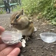 ルナ・コーストの画像