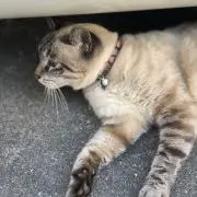 シャム