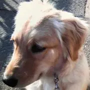 さくらパパ