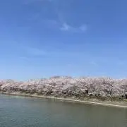 tdlの画像