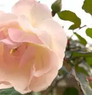 dooooowoiの画像