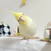 ケリィ☆の画像