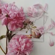 momoの画像