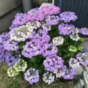 みぐの画像