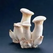 エリンギ