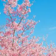 FLOWERの画像